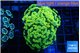 Euphyllia paraancora electro 4-6 cm WYSIWYG acclimaté