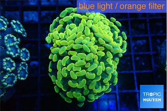 Euphyllia paraancora electro 4-6 cm WYSIWYG acclimaté