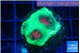 Favia red green monster 2-3 cm WYSIWYG acclimaté