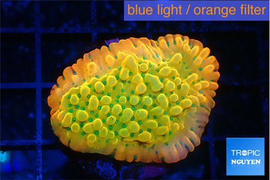 Montipora kungpao sunset phoenix 3-4 cm WYSIWYG acclimaté