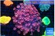 Goniopora purple 4-7 cm WYSIWYG acclimaté