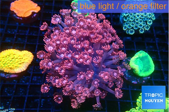 Goniopora purple 4-7 cm WYSIWYG acclimaté