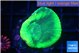 Favia green moon 2-3 cm WYSIWYG acclimaté