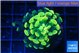 Euphyllia paraancora glow tip 3-4 cm WYSIWYG acclimaté