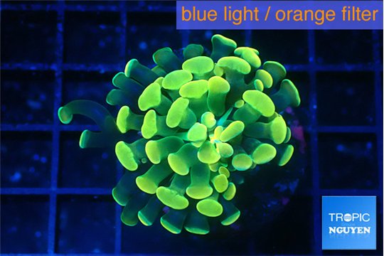 Euphyllia paraancora glow tip 3-4 cm WYSIWYG acclimaté