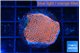 Montipora digitata bubble gum 2-3 cm WYSIWYG acclimaté