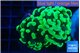 Euphyllia paraancora glow tip 4-6 cm WYSIWYG acclimaté