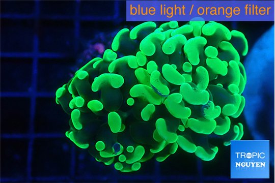 Euphyllia paraancora glow tip 4-6 cm WYSIWYG acclimaté