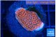 Montipora digitata bubble gum 1-2 cm WYSIWYG acclimaté