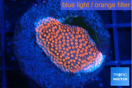 Montipora digitata bubble gum 1-2 cm WYSIWYG acclimaté