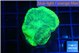 Favia green moon 2-3 cm WYSIWYG acclimaté