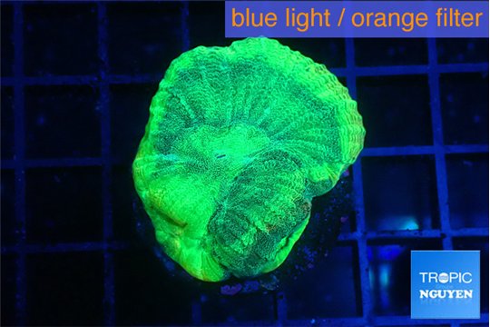 Favia green moon 2-3 cm WYSIWYG acclimaté