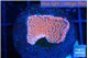 Montipora digitata bubble gum 1-2 cm WYSIWYG acclimaté