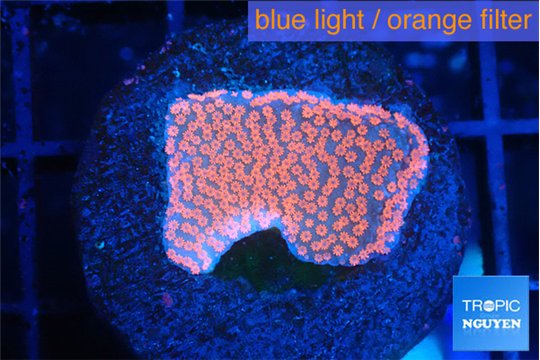 Montipora digitata bubble gum 1-2 cm WYSIWYG acclimaté