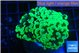 Euphyllia paraancora glow tip 4-6 cm WYSIWYG acclimaté