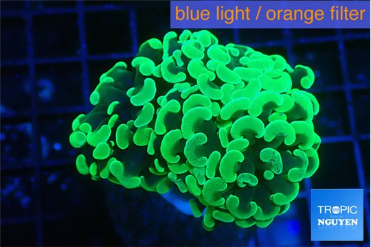 Euphyllia paraancora glow tip 4-6 cm WYSIWYG acclimaté