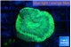 Favia green moon 2-3 cm WYSIWYG acclimaté