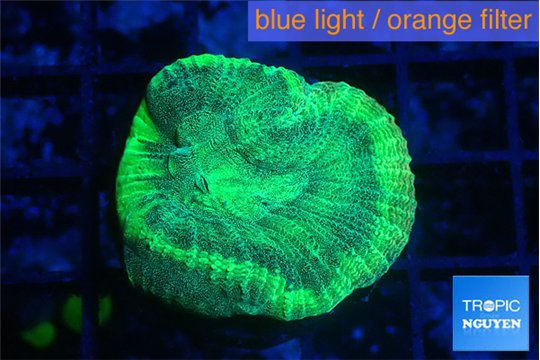 Favia green moon 2-3 cm WYSIWYG acclimaté