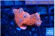 Montipora digitata bubble gum 2-3 cm WYSIWYG acclimaté