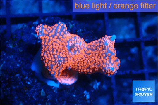 Montipora digitata bubble gum 2-3 cm WYSIWYG acclimaté