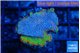 Montipora fire forest 2-3 cm WYSIWYG acclimaté