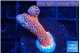 Montipora digitata bubble gum 2-3 cm WYSIWYG acclimaté