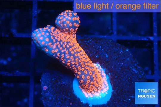 Montipora digitata bubble gum 2-3 cm WYSIWYG acclimaté