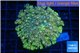 Goniopora rainbow 4-7 cm WYSIWYG acclimaté