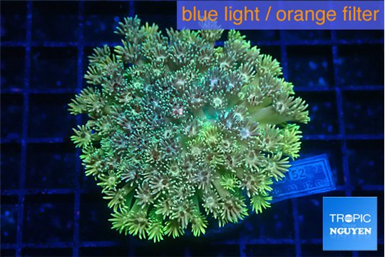Goniopora rainbow 4-7 cm WYSIWYG acclimaté