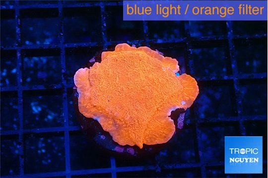 Montipora red cap 2-3 cm WYSIWYG acclimaté