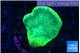 Favia green moon 2-3 cm WYSIWYG acclimaté