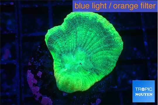 Favia green moon 2-3 cm WYSIWYG acclimaté