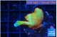Montipora red fire forest 2 cm WYSIWYG acclimaté