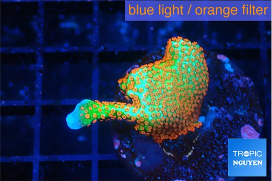 Montipora red fire forest 2 cm WYSIWYG acclimaté