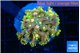 Goniopora rainbow 3-6 cm WYSIWYG acclimaté