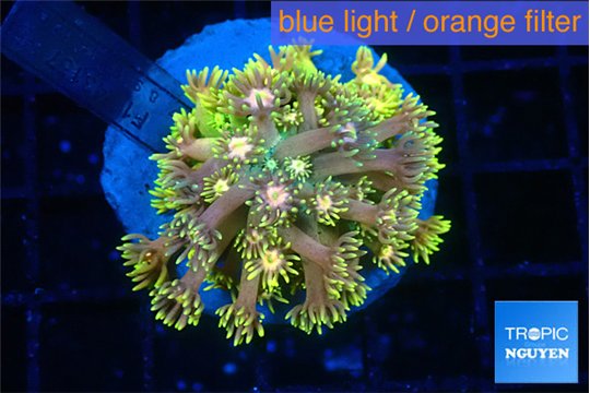 Goniopora rainbow 3-6 cm WYSIWYG acclimaté