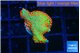 Montipora red fire forest 1-2 cm WYSIWYG acclimaté