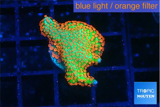 Montipora red fire forest 1-2 cm WYSIWYG acclimaté