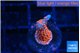 Montipora digitata bubble gum 1-2 cm WYSIWYG acclimaté