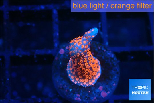 Montipora digitata bubble gum 1-2 cm WYSIWYG acclimaté
