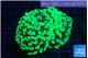 Euphyllia paraancora glow tip 3-6 cm WYSIWYG acclimaté