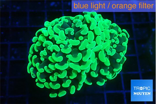 Euphyllia paraancora glow tip 3-6 cm WYSIWYG acclimaté
