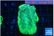 Favia green moon 3-5 cm WYSIWYG acclimaté