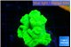 Caulastrea neon green 4-6 polyps WYSIWYG acclimaté