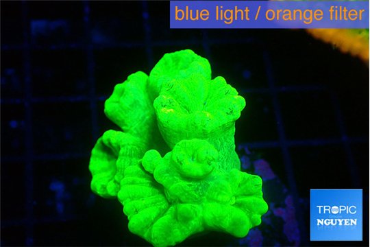Caulastrea neon green 4-6 polyps WYSIWYG acclimaté