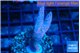Montipora digitata bubble gum 3-4 cm WYSIWYG acclimaté