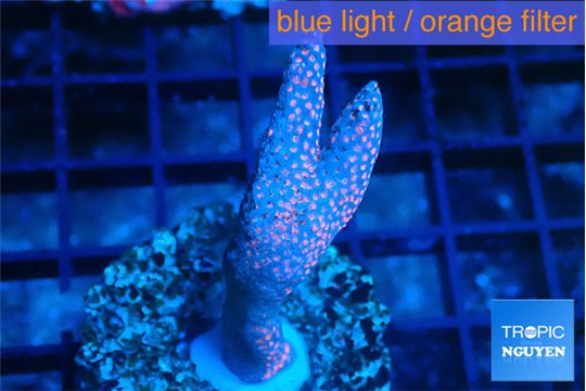 Montipora digitata bubble gum 3-4 cm WYSIWYG acclimaté