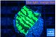Merulina neon green petetin 2-3 cm WYSIWYG acclimaté
