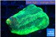 Favia green moon 3-5 cm WYSIWYG acclimaté