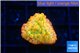 Montipora kaboom 1-2 cm WYSIWYG acclimaté